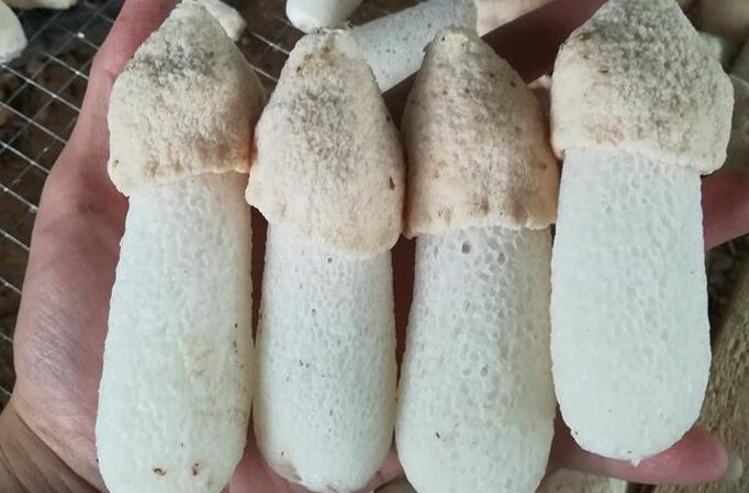 短裙竹蓀